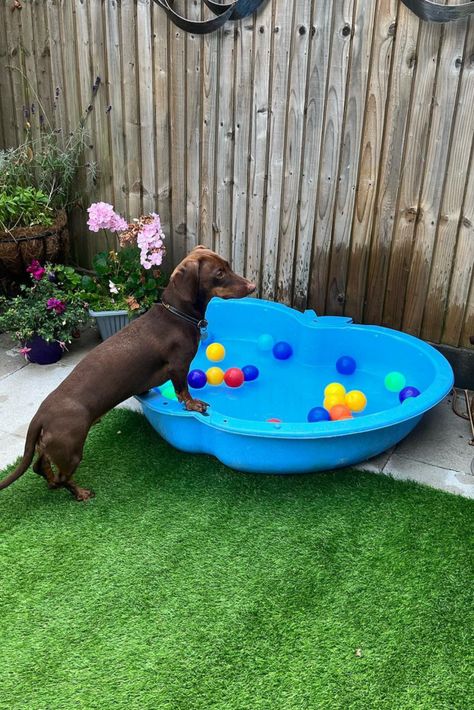 Patio Potty For Dogs, Dog Sensory Garden, Dog Garden Ideas, Dog Areas In Backyard, Outdoor Dog Spaces, Dog Backyard Playground, Shire Garden, Dog Yard Ideas, Dog Yard Landscaping