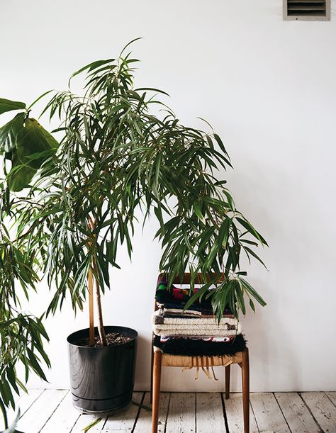 Shabd’s ficus alii leans over a pile of her textiles and needs sturdy support. Ficus Alli, Ficus Maclellandii, False Aralia, Ficus Alii, Indoor Tree Plants, Black Olive Tree, Tall Indoor Plants, Fiddle Leaf Tree, Indoor Tree