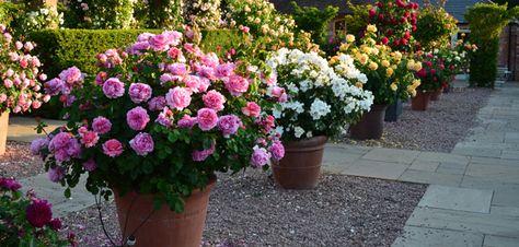 david austin - roses for pots and containers Small Family Garden, Roses In Pots, Rose Hedge, How To Grow Roses, Yard Planters, Neat Garden, Roses Growing, Rose Garden Ideas, Container Roses