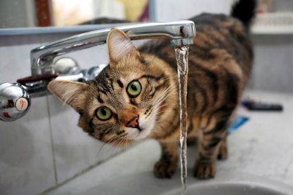 Great article on making sure your cat gets enough water. Cat Food Recipes, Bladder Stones, Homemade Cat Food, National Cat Day, Homemade Cat, Cat Drinking, Cat Quotes, Cat Playing, Cat Care