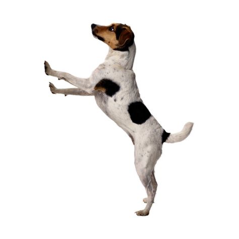 0 Drake Png, Legs Drawing, T Pose, Dog Standing, Picsart Png, Drawing Legs, Blurred Background Photography, Background Images Free Download, Desktop Background Pictures