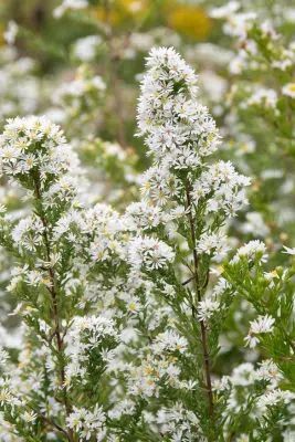 Plants for Dry Sandy Soils | Prairie Nursery Sedge Meadow, Smooth Aster, Lead Plant, Heath Aster, Aster Ericoides, Garden Betty, Prairie Nursery, Prairie Plants, Spruce Trees