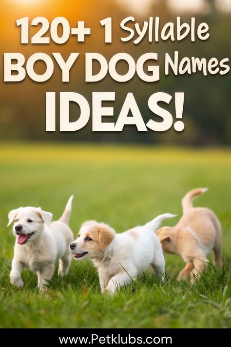 I’ve gathered 120+ 1 Syllable Boy Dog Names Ideas, perfect for dog owners who want a simple yet strong name. Whether your dog is energetic, calm, or playful, these one syllable dog names are easy to say and remember. This list offers a variety of names that suit any dog’s personality, from classic to modern. You must see this list now. One Syllable Names, Dogs Names List, Cute Dog Names, Dog Name Ideas, Boy Dog Names, Strong Names, Cute Names For Dogs, Names List, Names Ideas