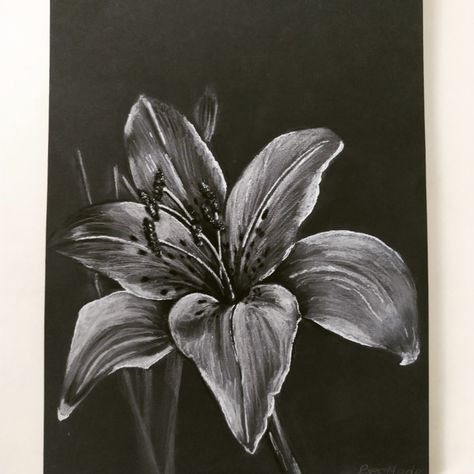 White Pencil Drawing On Black Paper Artworks, Black Paper Drawing Flower, Black And White Pastel Drawing, White Colored Pencil On Black Paper, White Pencil On Black Paper Drawing, Black Paper White Pencil Drawing, Black White Painting Ideas, White Drawings On Black Paper, Flower Drawing On Black Paper