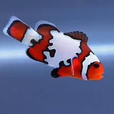 Snowflake Clownfish (Amphiprion ocellaris) Clownfish Species, Nemo Fish Drawing, Aesthetic Fishing, Funny Animal Pics, Nemo Fish, Fish Aesthetic, Fish Tank Themes, Saltwater Aquariums, Mermaid Ideas