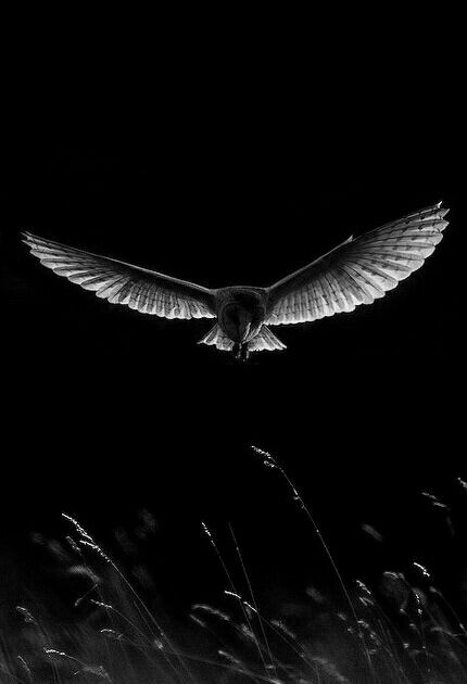 Owl Flying, On The Wings Of Love, Beautiful Owl, Barn Owl, Birds Of Prey, Birds In Flight, Beautiful Creatures, Black And White Photography, Beautiful Birds