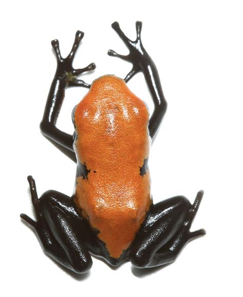 orange and black frog from above Frog From Above, Orange Frog, Black Frog, Orange Black, Orange, Black