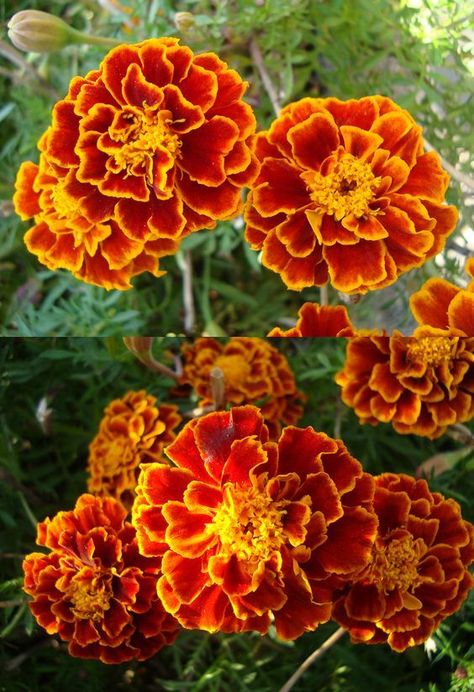 Forest Deity, Winter Flowering Plants, Winter Gardening, Marigold Flowers, Wallpaper Flower, Flower Nail Designs, Marigold Flower, Flower Nail, Flowering Plants