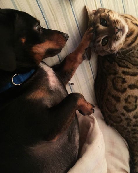 When I can't pet her my little dachshund does just fine lol. Bengal cat and dachshund #bengalcat #dachshund Dachshund And Cat, Petting Cat, Best Apartment Dogs, Equestrian Property, Future Man, Dachshund Breed, Black Dachshund, Clever Dog, Weiner Dogs