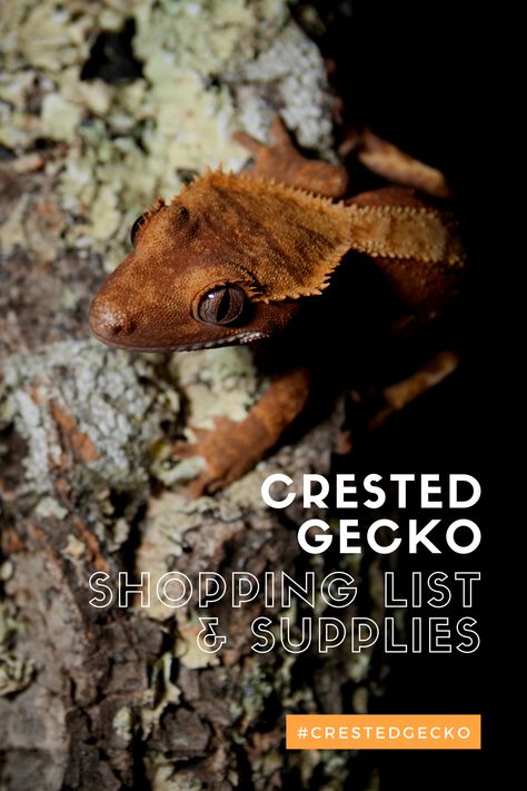 Crested Gecko Care Guide, Crested Gecko Safe Plants, Crested Gecko Care, Gecko Terrarium, Crested Geckos, Aquarium Ideas, Crested Gecko, Terraria, Kid Activities