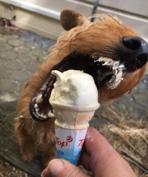 Funny Ice Cream, Irish Terrier, Serge Gainsbourg, Airedale Terrier, Silly Dogs, Silly Animals, Cute Animal Photos, Animal Photos, Cute Creatures