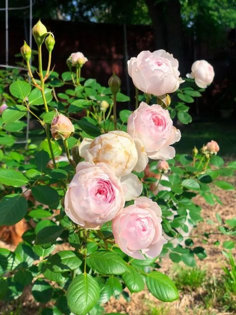 Earth Angel Rose main Earth Angel Rose, Backyard Roses, Whimsy Garden, Container Roses, Flower Bouquet Ideas, Rose Fertilizer, Pretty Plant, Herbal Garden, Paris Chateau