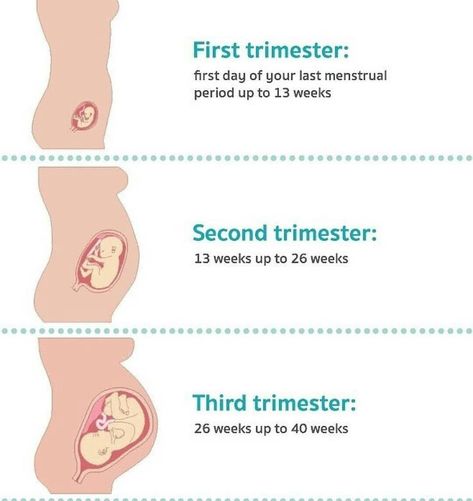 Baby Weight Chart, Pregnancy Anatomy, Healthy Pregnancy Food, Pregnancy Facts, Pregnancy Checklist, Planning Pregnancy, Pregnancy Labor, Pregnancy Advice, Pregnancy Information