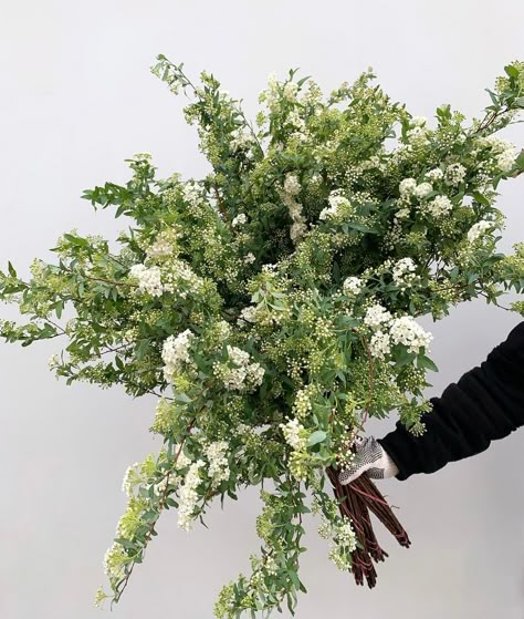 DVFlora on Instagram: “OMG 😱 What a lovely Friday treat!! We are in Spirea Heaven with these White Kodemari bunches. So whimsical and dreamy... might I add,…” White Flower Varieties, Spirea Arrangement, White And Green Whimsical Bouquet, Spirea Bouquet, Green And White Flower Arrangements, Spirea Flower, White Spirea, White And Green Flowers, Garden Front Of House