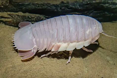 25 Awesome Giant Isopod Fun Facts Sneep Snorp, Fish With Teeth, Bathynomus Giganteus, Giant Isopod, The Deep Ocean, Fun Facts For Kids, Sea Crab, Deep Sea Creatures, Facts For Kids