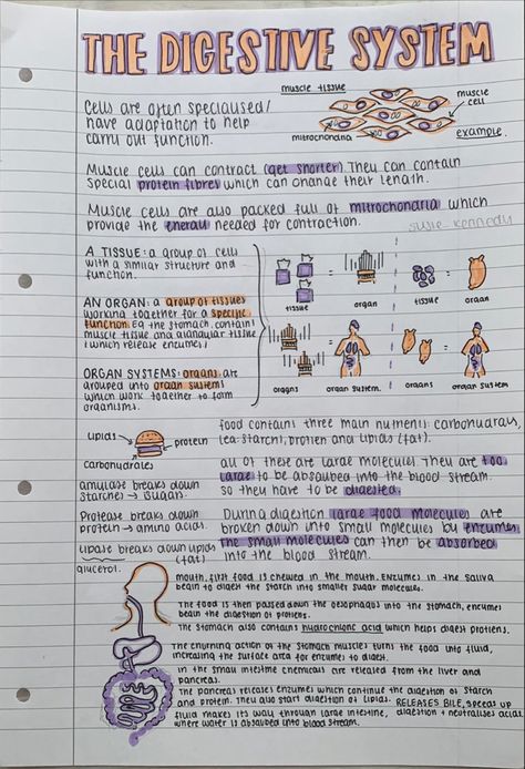 Aesthetic revision notes GCSE biology paper 1 Gcse Exam 2023, Revision Notes Aesthetic, Science Notes Aesthetic, Medical Notes Aesthetic, Revision Notes Gcse, Biology Revision Gcse Flashcards, Biology Notes Aesthetic, Gcse Revision Help, Aesthetic Revision Notes