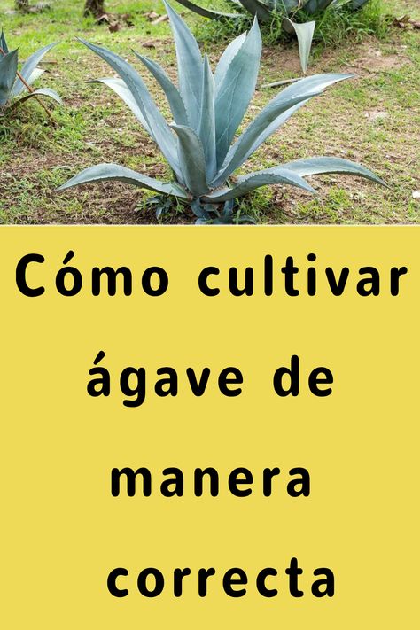 Cómo cultivar ágave de manera correcta Agaves, Plants