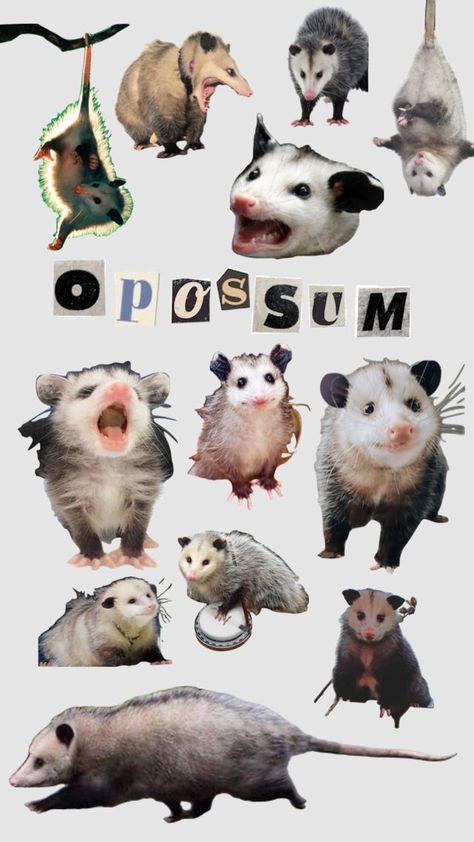 Check out adelledavis28's Shuffles °North America’s only native marsupial°#opossum #possum #trashcore #marsupial Possum With Fairy Wings, Opposum Wallpaper, Opossum Wallpaper, Possum Wallpaper, Opossum Cute, Possum Art, Awesome Possum, Funny Animal Photos, Trash Panda