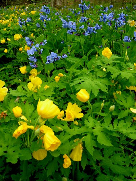 Virginia Bluebells, Creeping Phlox, Woodland Plants, Shade Gardens, Herb Garden Design, Dry Creek, Unusual Plants, Native Garden, Woodland Garden