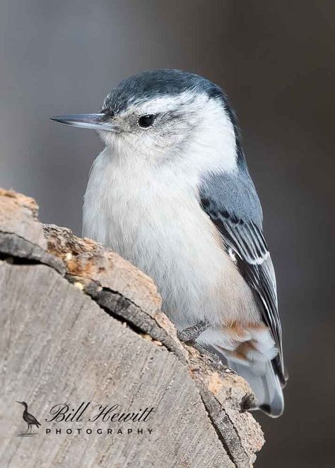 Alberta Birds | This White-breasted Nuthatch is one of the best looking I've seen | Facebook Nuthatch Watercolor, White Breasted Nuthatch, Great Bustard Bird, Reference Photos, Art Reference Photos, Art Reference, How To Look Better, Confidence, Birds