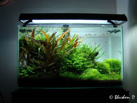 "Boraras Dream" 10 gallon 10 Gallon Tank Ideas, River Aquascape, Planted Aquarium Ideas, Aquarium Hardscape, Tropical Fish Tank, Aqua Plants, 10 Gallon Fish Tank, Aquarium Photography, Aqua Scaping