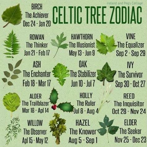 The Celtic Tree Zodiac Celtic Tree Zodiac, Tree Zodiac, Vikings Symbols, Valkyrie Wings, Celtic Tree Astrology, Celtic Zodiac, Evil Skull, The Illusionist, Magia Das Ervas