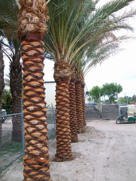 Phoenix dactylifera Phoenix Dactylifera, Trees Landscaping, Palm Trees Landscaping, Bathroom Sink Design, Florida Landscaping, Date Palm, The Palms, Sink Design, Prayer Room