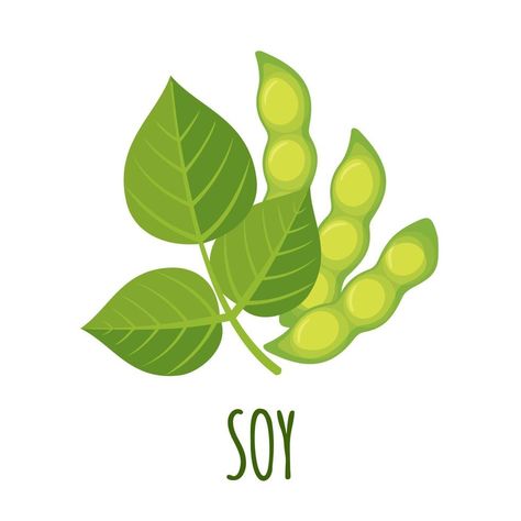 Soy icon in flat style isolated on white background. Vector Illustrations. Soy beans plant illustration. Beans Plant, Bean Plant, Soy Beans, Plant Illustration, Flat Style, Vector Illustrations, Handsome Anime Guys, Handsome Anime, Fashion Flats