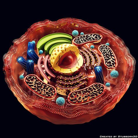 Human Cell… www.healthyfrog.usana.com Human Cell, Cells Project, Biology Projects, Human Body Unit, Biology Facts, Biology Art, Animal Cell, Bio Art, Cell Biology