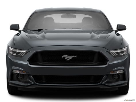 2015 Ford Mustang 2 Door Fastback GT 50 Years Limited Edition - Front angle view Mustang Front View, Cursed Cat, 2015 Ford Mustang, Front View, Car Art, Cat Pics, Ford Mustang, 50 Years, Mustang