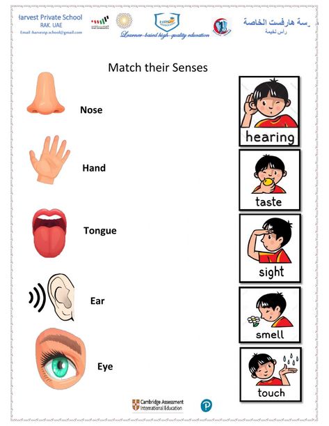 Basic English For Kids, Evs Worksheet, 5 Senses Worksheet, Sensory Organs, Kindergarten Art Crafts, English Grammar Test, Preschool Calendar, The 5 Senses, Alphabet Writing Practice