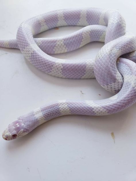 Lavender albino California king snake. Beautiful! California King Snake, King Snake, Cool Snakes, Pretty Snakes, Albino Animals, Corn Snake, Cute Reptiles, Cute Snake, Pet Snake