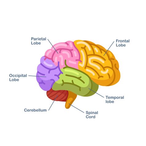 Frontal Lobe | Areas, Functions and Disorders | Cognifit Brain Lobes And Functions, Anatomy Labeled, Human Brain Parts, Human Anatomy Diagram, Brain Worksheet, Human Brain Diagram, Brain Lobes, Human Brain Anatomy, Brain Pictures