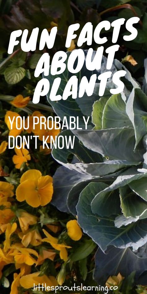 Facts About Plants, Planting For Kids, Garden Bugs, Weird Plants, About Plants, Tomato Cages, California Desert, Sustainable Garden, How To Grow Taller