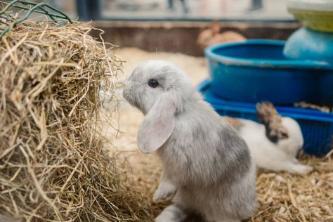 The Holland Lop bunny is a wonderful companion since it is gentle and social. However, in order for your pet rabbit to survive, it will need some TLC. In both the United States and the United Kingdom, Holland Lops are among the most common types of pet rabbits. Adrian de Cock, a Dutch breeder, created [...] The post How To Take Care of a Pet Holland Lop Bunny appeared first on <a rel="nofollow" href="https://pestcl... Holland Lop Bunny, French Lop, Lop Bunny, Holland Lop Bunnies, Rabbit Diet, Pet Rabbits, Rabbit Breeds, Mini Lop, Holland Lop