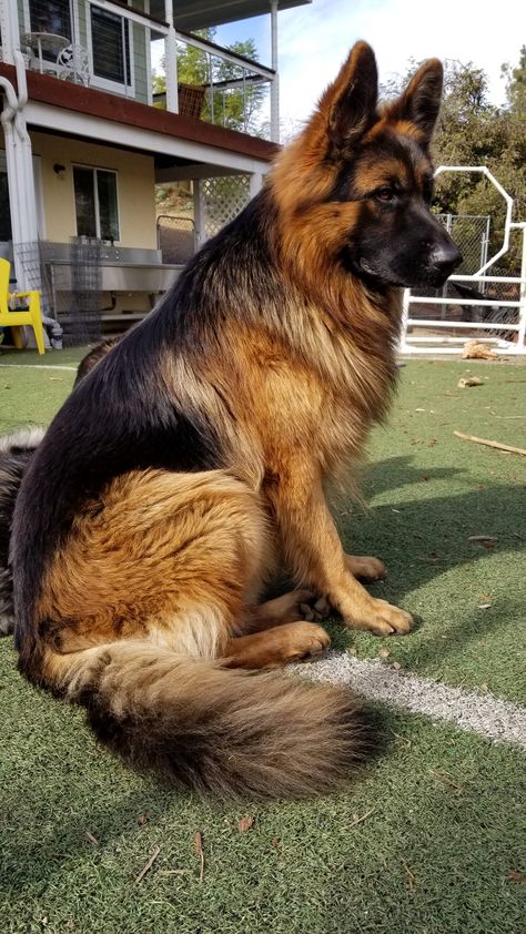 Big German Shepherd, German Sheperd Dogs, German Shepherd Pictures, Shepherd Dog Breeds, German Dogs, Australian Shepherd Dogs, Dog Parents, German Shepherd Dog, Shepherd Puppies