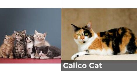 Calico Cat | What Color Cat are you? What Cat, Calico Cat, Animals, Color