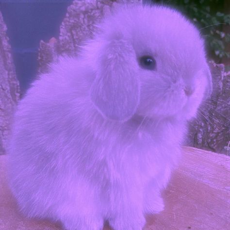 Purple Bunny Aesthetic, Cute Pfp Purple, Sanrio Kuromi Aesthetic, Aesthetic Bunny Pfp, Anime Purple Aesthetic, Purple Aesthetic Dark, Purple Sanrio, Aesthetic Dark Purple, Rabbit Aesthetic