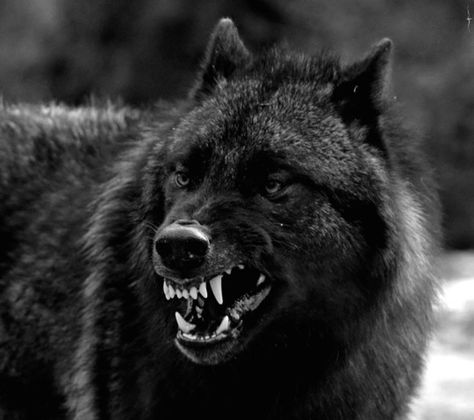 Angry black wolf #nature #Photography #Makeup #Quotes #Light #Art #Aesthetic #Forest #Beauty #Crafts #Animals #Pictures Fast Nature Deals. Let's Go. Black Wolf, A Wolf, A Black, Black And White, White, Black