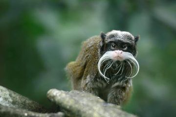 Take one guess as to why the emperor tamarin is called mustache monkey. Monkey Habitat, Emperor Tamarin, Blackbird Song, Tree Kangaroo, Monkey Species, Marmoset Monkey, Tiny Monkey, Gorilla Gorilla, Small Monkey