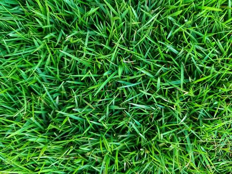 5 Types of Lawn Grass to Consider for Your Yard Lawn Grass Types, Green Kingdom, Grass Types, Zoysia Grass, Tall Fescue, Types Of Grass, Grass Type, Entertaining Gifts, Lawn And Landscape