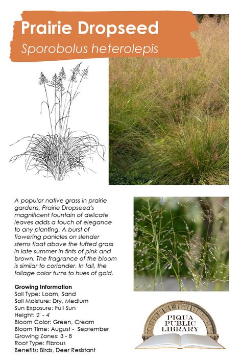 Iowa Native Plants, Prairie Drop Seed, Tallgrass Prairie, Prairie Garden, Native Plant Gardening, Plant Identification, Prairie Style, Native Garden, Garden Styles