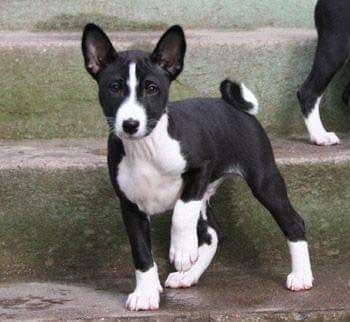 Basenji Puppy, Basenji Dog, Pictures Of Puppies, Basenji Dogs, Dog Day Afternoon, Hypoallergenic Dogs, Central Africa, The Hound, Puppy Photos