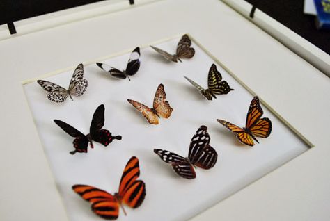 faux taxidermy butterflies Butterfly Taxidermy, Young House, Butterfly Template, Young House Love, Diy Butterfly, Paper Butterflies, Paper Butterfly, Butterfly Pictures, Butterfly Frame