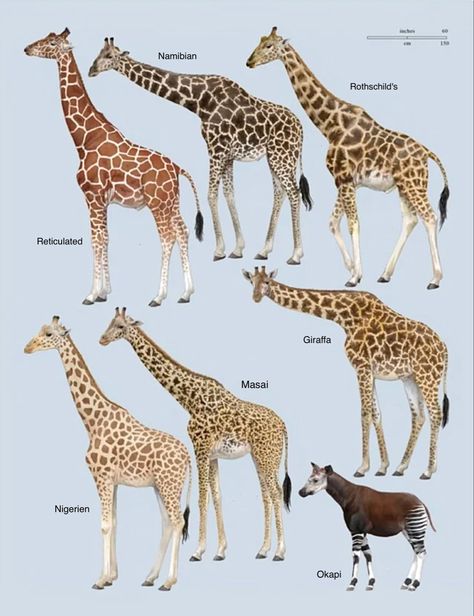 Six species of giraffes and their closest relative the okapi. Dna Analysis, Giraffe Pictures, Giraffe Painting, Afrikaanse Kunst, Giraffe Art, The Giraffe, Scientific Illustration, Animal Facts, African Animals