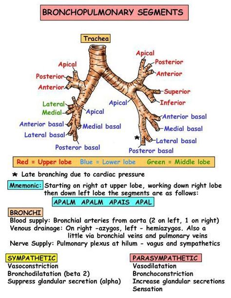 Respiratory Therapy Notes, Respiratory Therapist Student, Respiratory System Anatomy, Respiratory Therapy Student, Lung Anatomy, Medical Student Study, Pulmonology, Respiratory Care, Nursing School Survival