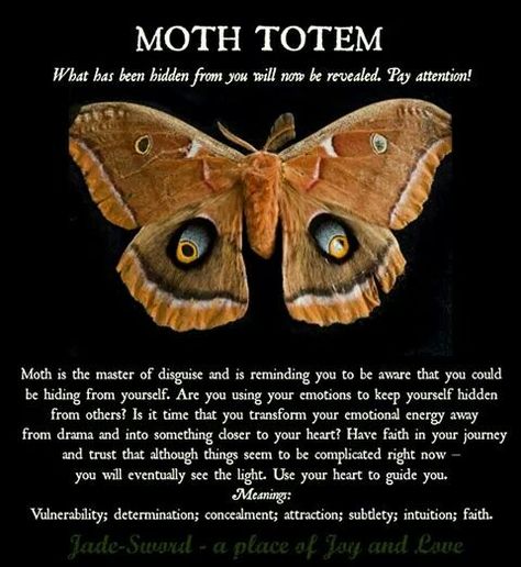 Moth totem Moth Meaning, Moth Symbolism, Animal Totem Spirit Guides, Spiritual Animals, Animal Symbols, Spirit Animal Meaning, Animal Meanings, Spirit Animal Totem, Animal Spirit Guide