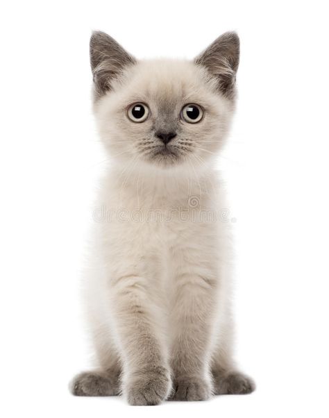 British Short Hair Kitten, Short Hair Kitten, Kitten Sitting, British Shorthair Kittens, British Short Hair, White Kitten, Cat Reference, Short Hair Cats, Kawaii Plushies