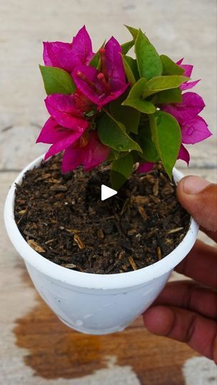 Bougainvillea Planting Ideas, Bougainvillea In Pots, Bougainvillea Care, Bougainvillea Plant, Planting Tips, Vegetable Garden Planning, Kids Fashion Dress, Diy Plants, Bougainvillea