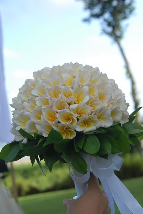 Frangipani Wedding hand bouquet | da Bali Holidays Wedding Wedding Hand Bouquet, Frangipani Wedding, Plumeria Bouquet, Plumeria Flowers, Wedding Hands, Hand Bouquet, Hawaiian Wedding, 50th Wedding, Bouquet Of Flowers